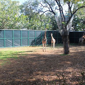Giraffe enclosure