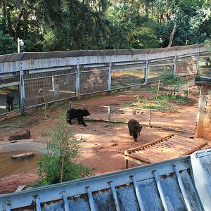 Brown Bear enclosure