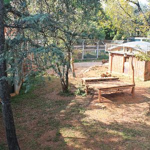 African Lion enclosure