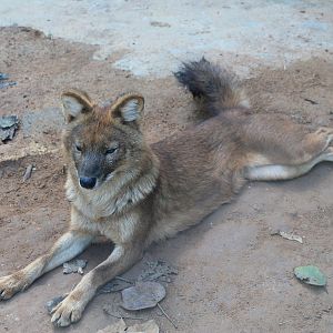 Dhole (Cuon alpinus)
