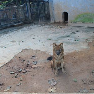 Dhole (Cuon alpinus)