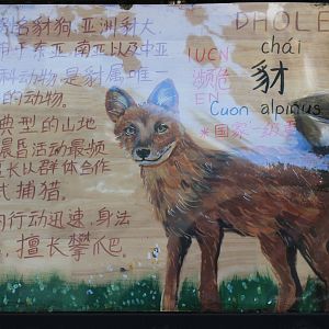 Multiple styles of signage for Dholes