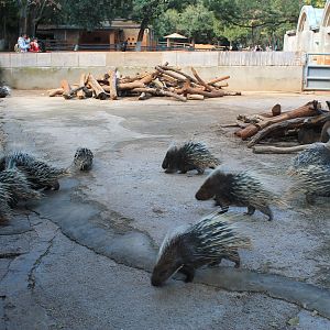 Asian Crested Porcupines (Hystrix brachyura)