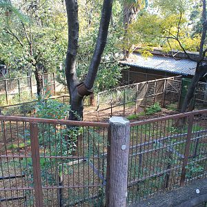 Common Cassowary pens