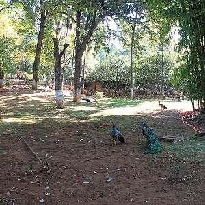 Peacock Garden