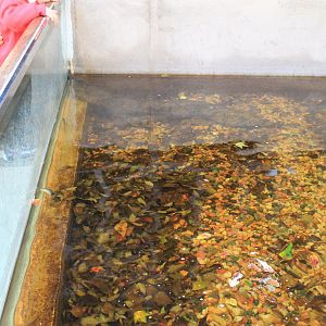 Chinese Giant Salamander