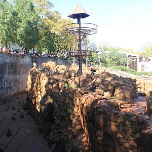 Rhesus Macaque enclosure