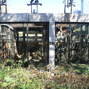 Snub-nosed Monkey cages