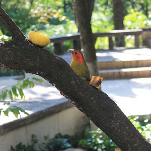 Red-faced Liocichla (Liocichla phoenicea)