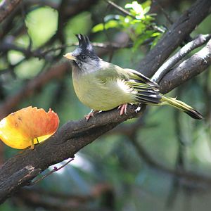 Crested Finchbill (Spizixos canifrons)