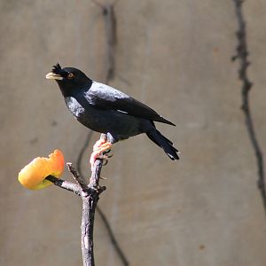Crested Mynah (Acridotheres cristatellus)
