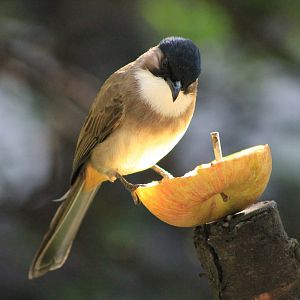 Brown-breasted Bulbul (Pycnonotus xanthorrhous)