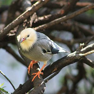 Silky Starling (Sturnus sericeus)