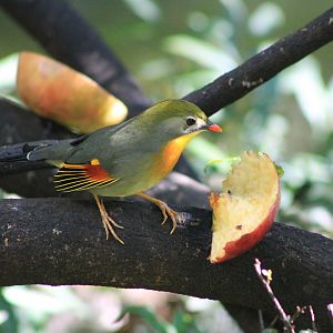 Pekin Robin (Leiothrix lutea)