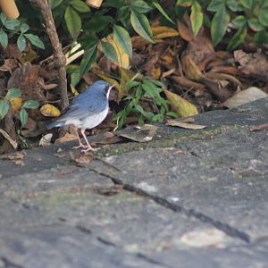 Siberian Blue Robin (Larvivora cyane)