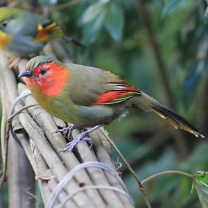 Red-faced Liocichla (Liocichla phoenicea)