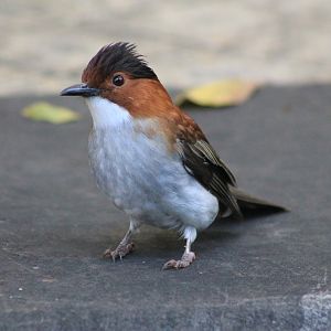 Chestnut Bulbul (Hemixos castanonotus)