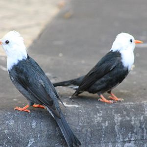 Black Bulbuls (Hypsipetes leucocephalus)