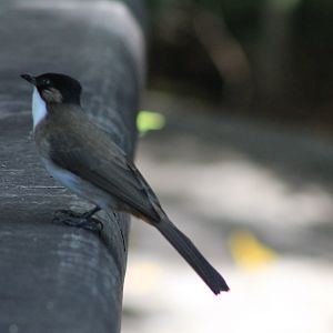 Brown-breasted Bulbul (Pycnonotus xanthorrhous)