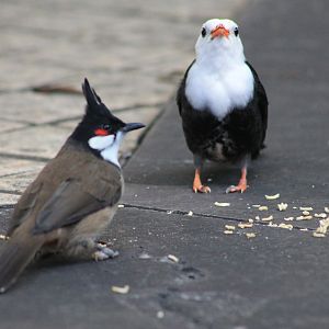 Red-whiskered Bulbul and Black Bulbul