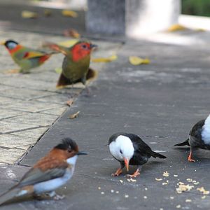 Birds in the walk-through aviary
