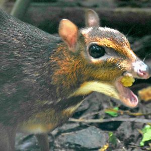 Lesser Mousedeer (Tragulus kanchil)