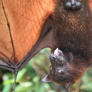 Large Flying Fox (Pteropus vampyrus)