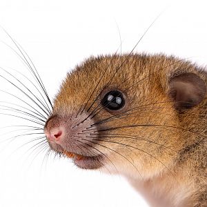 White-tailed antsangy (Brachytarsomys albicauda)