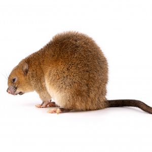 White-tailed antsangy (Brachytarsomys albicauda)