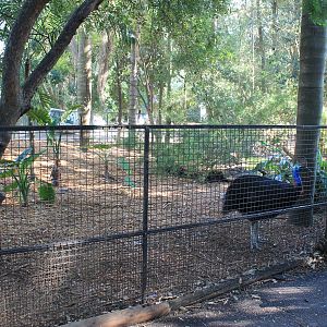 Common Cassowary enclosure