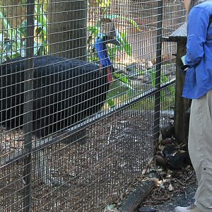 Common Cassowary