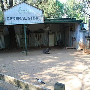 Part of walk-through wallaby enclosure