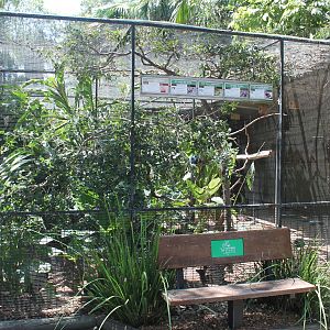 Nicobar Pigeon aviary