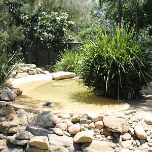 Fairy Penguin enclosure