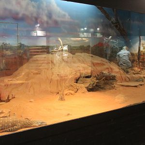 Perentie enclosure