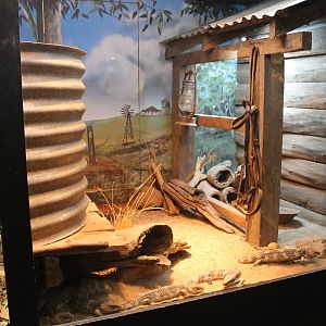 Stumptail Skink tank