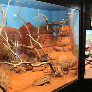 Centralian Carpet Python tank