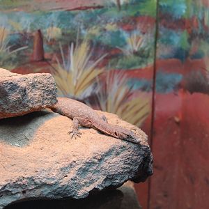 Northern Pilbara Rock Monitor (Varanus pilbarensis)