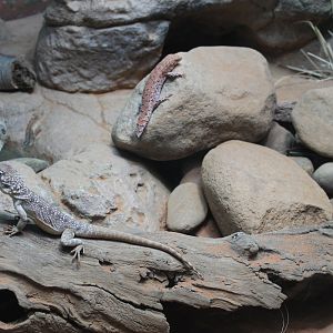 Eastern Pilbara Spiny-tailed Skink and Central Netted Dragons