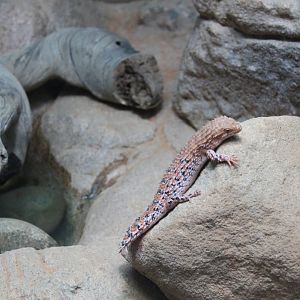 Eastern Pilbara Spiny-tailed Skink (Egernia epsisolus)