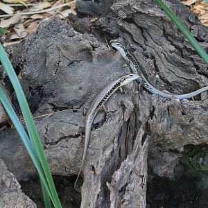 Eastern Water Skink (Eulamprus quoyii)