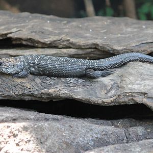 Cunningham's Skink (Egernis cunninghami)