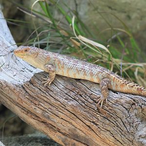 Gidgee Skink (Egernia stokesii)