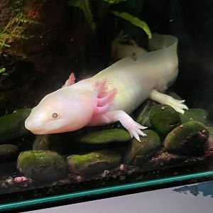 April 2023 - Axolotl