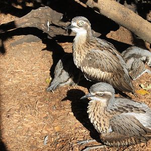 Bush Stone-Curlews with chicks