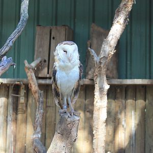 Australian Grass Owl (Tyto longimembris)