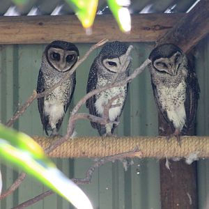 Lesser Sooty Owls (Tyto multipunctata)