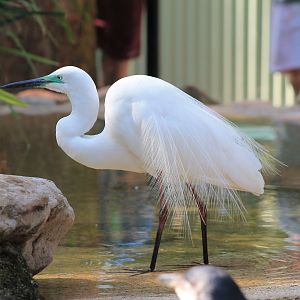 Great White Egret (Egretta alba modesta)