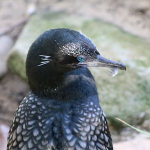 Little Black Cormorant (Phalacrocorax sulcirostris)