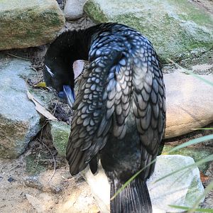 Little Black Cormorant (Phalacrocorax sulcirostris)